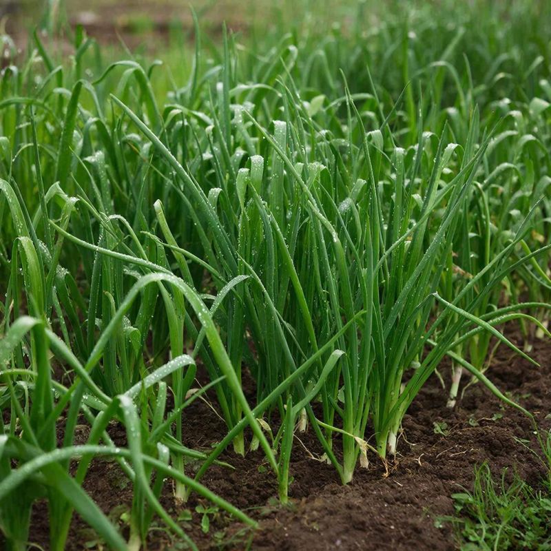 ��������� ������: ������������ ������ ������ ���� �� ����������