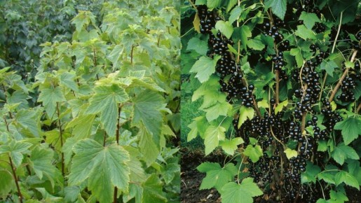 ����������� ������ ���������: ��� �������� ������� �������� ��������