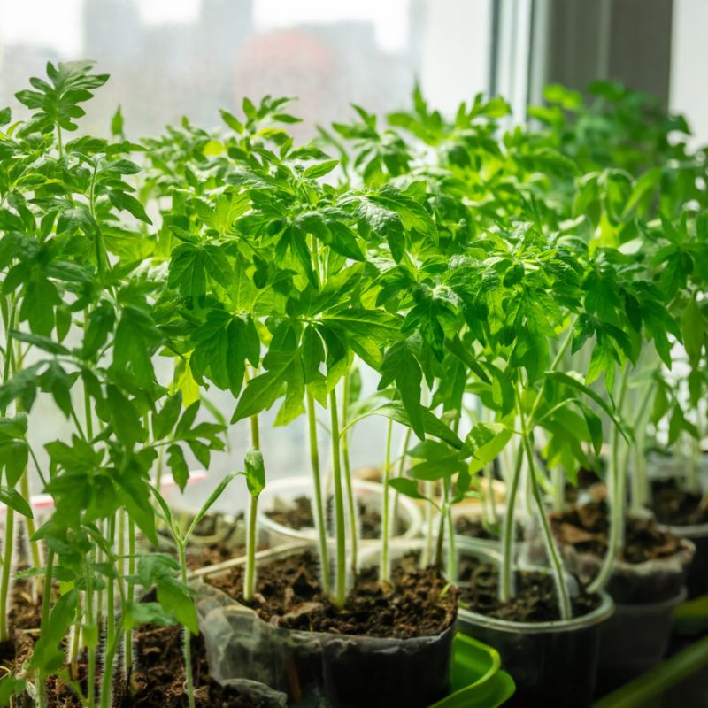 ������ ������� �������� �������, � ����� �����: �������� ������ ���������