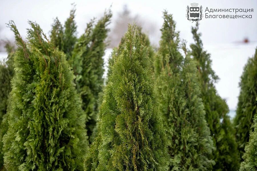 � ������������ ��������� ���, ������� ������� ���������� �������� ����