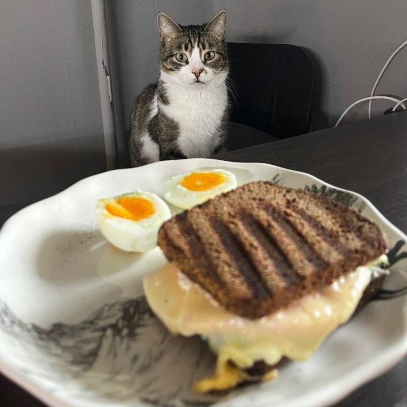 ��� ������ �������� � �������� �������������: ������������ ������� �� ������ ����