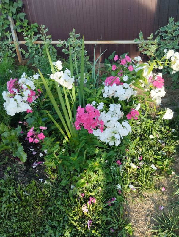 ����� ������ �� �������� � ���������