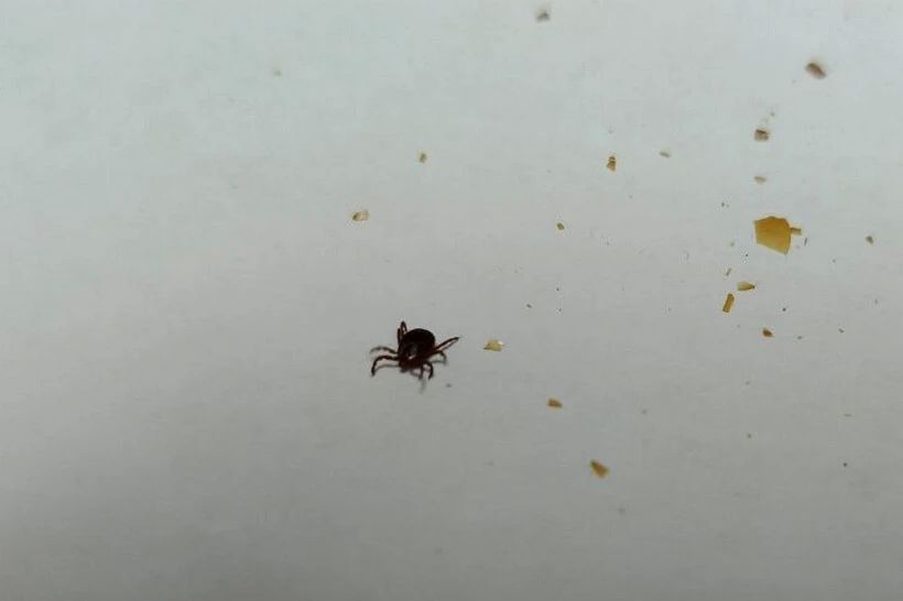 115 ������� ������������ �� ����� ������ �� ������