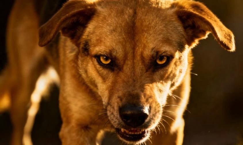 ������ �������: � ��� �������� ������ �������� ���������� �������