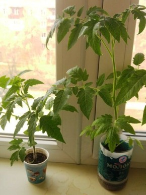 ������������ ������ �������: ��� ���������� �����