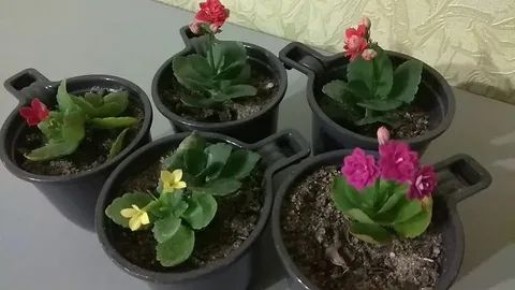 ������������ ��������: ��� ������� � ���� ��������� ��������� ����