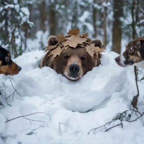 ���� ����� �������� ����������� ������� �� ��������