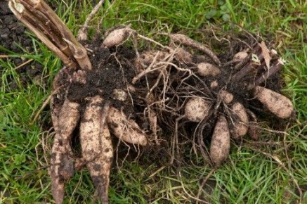 ���������� ������ ��������� �� �����: ���������� ��� ���?