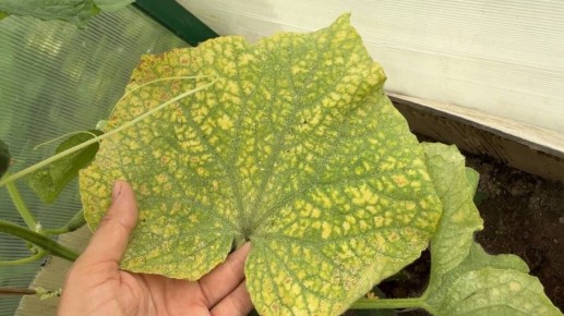 ������ ������ ������� ������� � ��� ������ ������� �� ��������