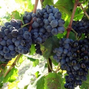 �������� ����������: ��������� ����� ��� �������� ���������� ���