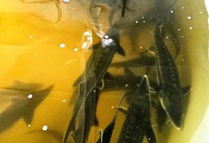 � ��������� ��������������� ������� ��������� � ��� ������ ������ ��� ������