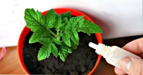 ������� �������: ������� ��������� ����� �� ��������