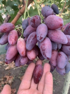 �������� ����: ��������� ����� ��� ������ ����