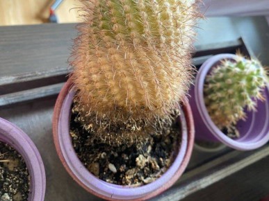 �������: ����, ������� � ���������� �����������