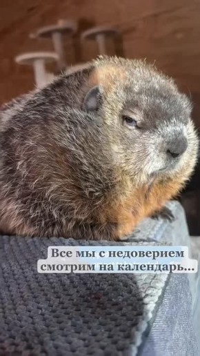 �� �� ��� �����������, ��������