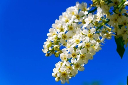 ������ �������� ����� �� ���������� ������� �������: ��������� ���� �������