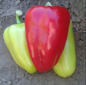 ����� ����: ��������� ����� ��� �������� � �����������