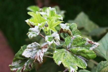 ��������� ���� �� ��������� � ���������� � ����: ��� ���������� � ���������