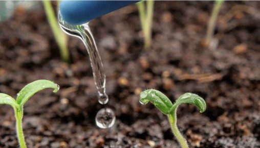 ����������� ����������� ��� ����� ��������: ��� ������� �������� �� ��������