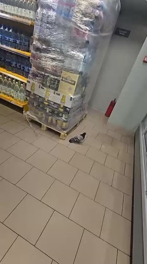 �������� ����? � ���� �����?�: �������� ������������ �������� � ������� � ���������