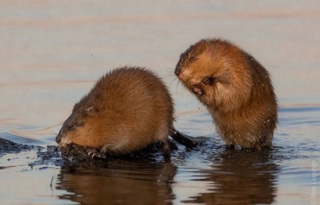 - ������� �������? - ���, �������! - �� ��� �������!?