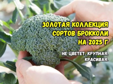 ������ ����� �������� ��� ������ �������