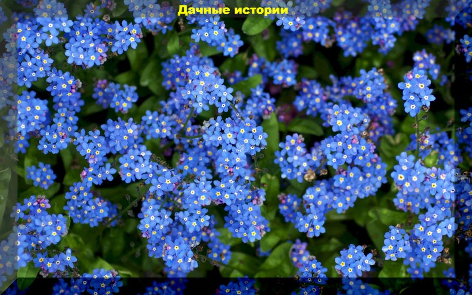 Синие цветы, которые преобразят ваш сад: 8 лучших неприхотливых вариантов