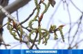 До +27 °С: прогноз погоды на 13 мая в Приамурье
