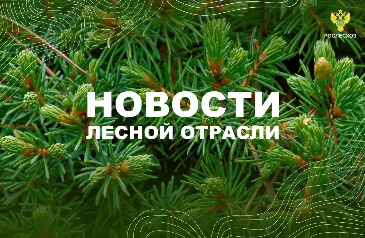 Прайм: Рослесхоз зафиксировал снижение объема незаконных рубок на 23%