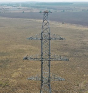 Дальневосточные аисты начали селиться на опорах ЛЭП уже в несколько этажей