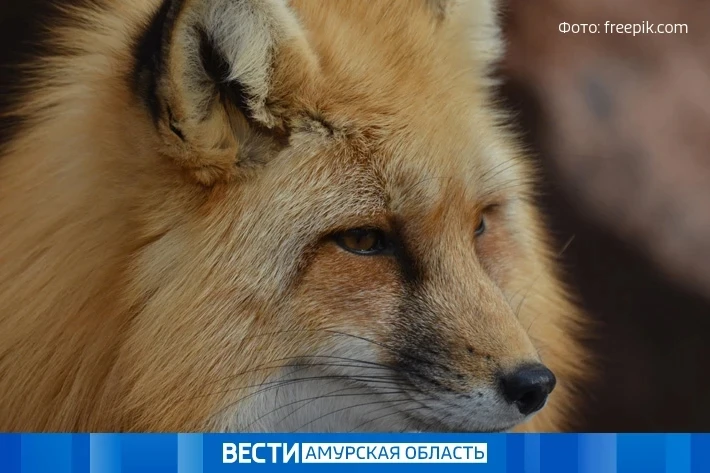 Карантин по бешенству снят в селе Гродеково