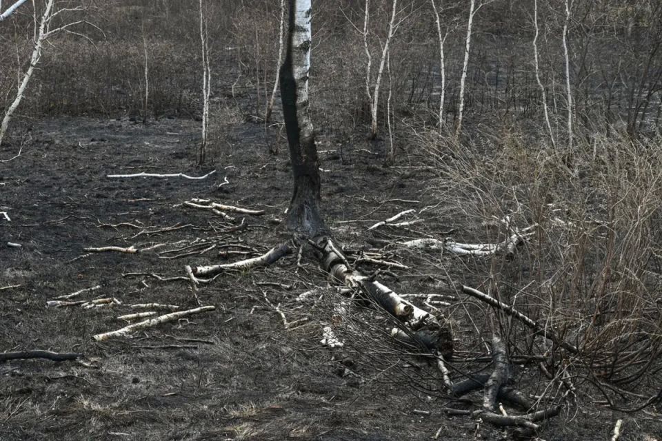 В Амурской области ввели режим ЧС в лесах