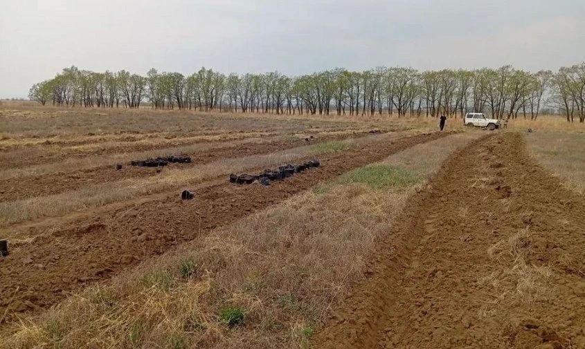 Амурские липы, ясени и кедры: полтора гектара молодого леса высадили в Березовском заказнике