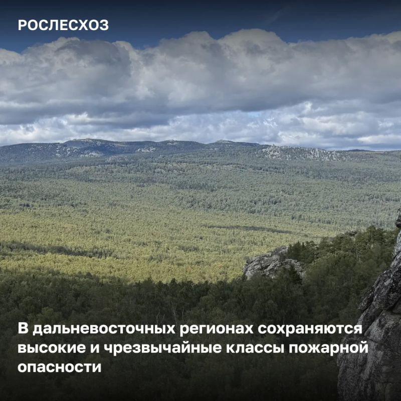 За сутки в России потушили 41 лесной пожар на площади 11,3 тыс