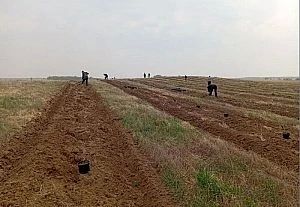 Амурские липы, ясени и кедры: полтора гектара молодого леса высадили в Березовском заказнике Амурские липы, ясени и кедры: полтора гектара молодого леса высадили в Березовском заказнике