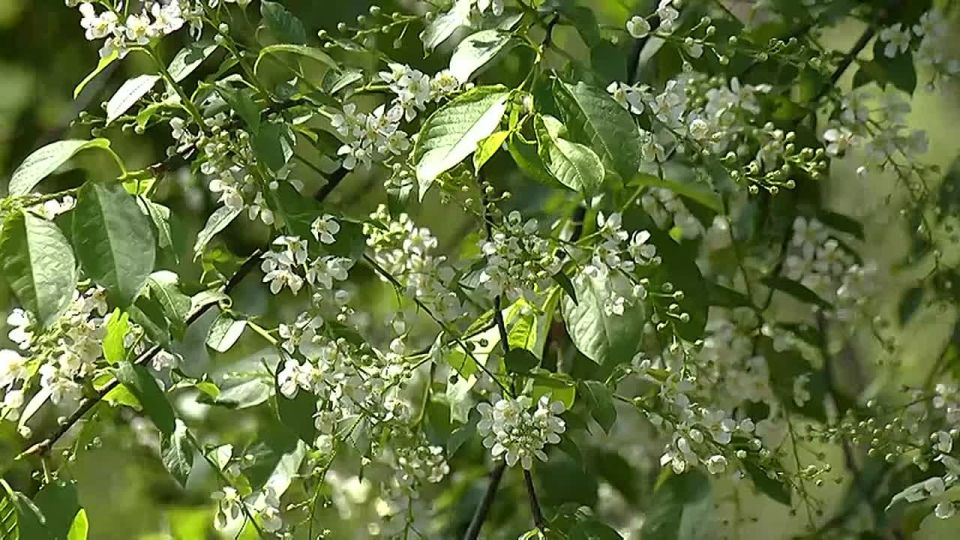 Исследовать жизнь птиц, животных и растений, наблюдать, как появляются на свет малыши дальневосточного аиста - всё это возможно благодаря мощному оборудованию, которое передает сигнал на расстояние до 5 километров