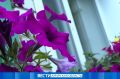 Город в цветах: в Благовещенске высадят петунии, бегонии и десятки других растений