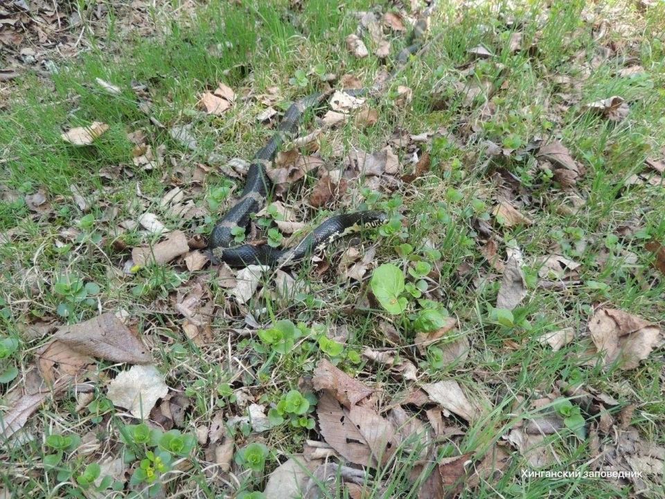 В Приамурье на лесных дорогах все чаще замечают змей