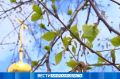 Осадки и заморозки: прогноз погоды на 26 мая в Приамурье