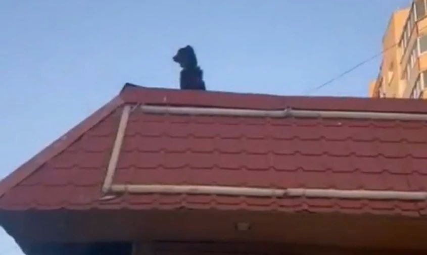 Владелице собаки, гулявшей на крыше кафе в Благовещенске, грозит штраф