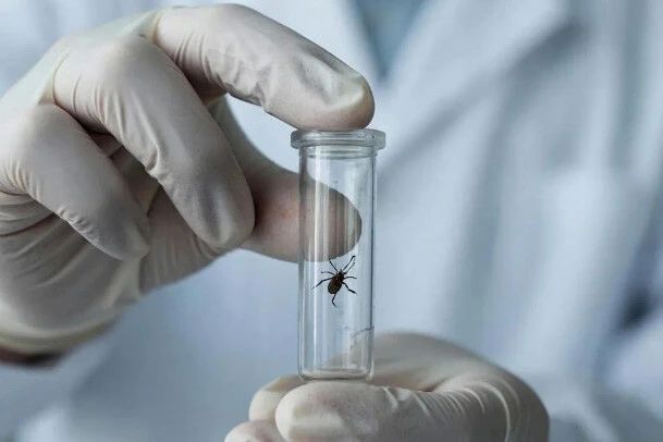 В Приамурье у 12 клещей выявили возбудитель боррелиоза