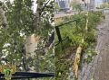 Прокуратура города Благовещенска организовала проверку по факту травмирования несовершеннолетнего в результате падания дерева