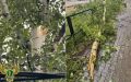Прокуратура города Благовещенска организовала проверку по факту травмирования ребенка 2012 года рождения в результате падания дерева