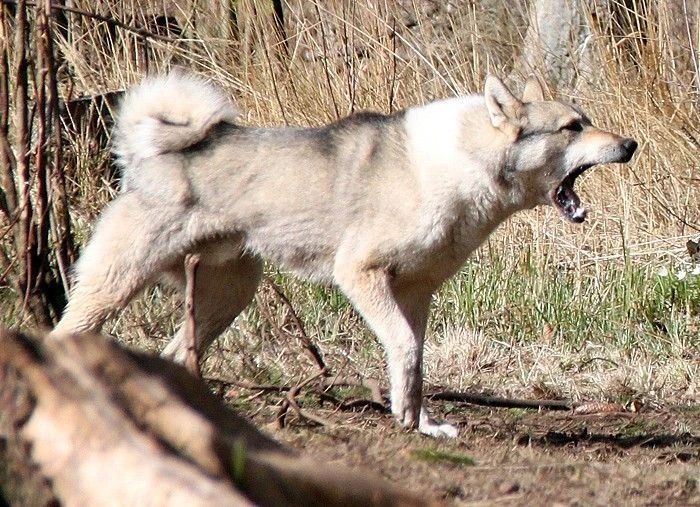 В Магдагачах единичный случай самовыгула собак чудом не закончился трагедией