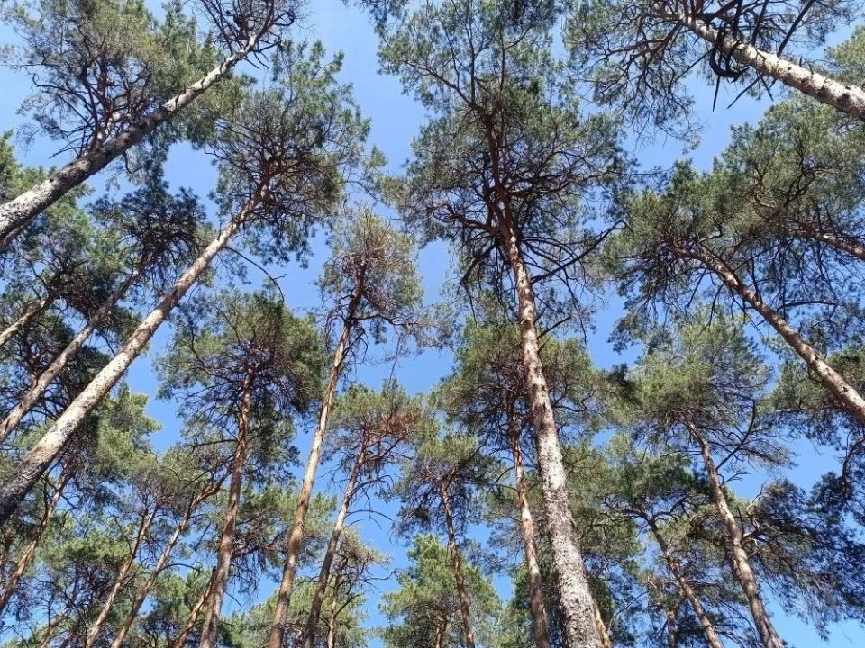 Прогноз погоды в Амурской области на 1 июня (ПАЗЛ)