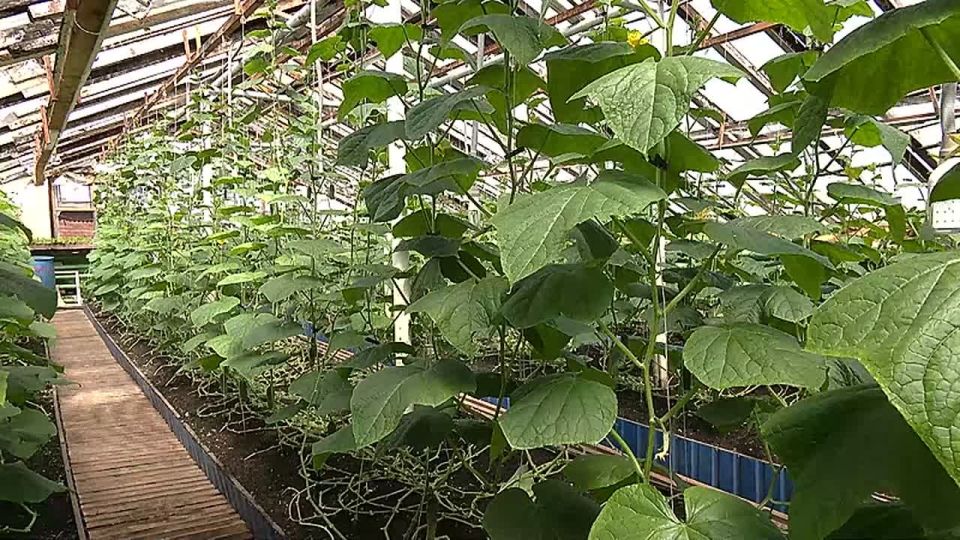 На амурских полях продолжается активная работа