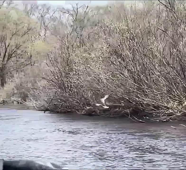 Зимует в Австралии, птенцов растит в Приамурье: краснокнижную птицу заметили в Ромненском округе