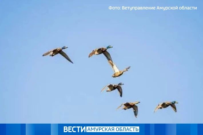 Более 250 диких пернатых проверили на грипп амурские ветврачи с начала года