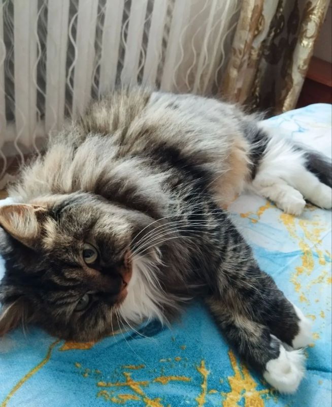 «Утро? Уже?».
.
#утренний_кот_от_читателей_АП