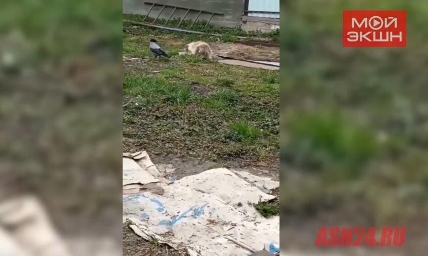 Часть прячет под кирпичом: ворона Каркуша наведывается к кошке экс-амурчанки за угощением